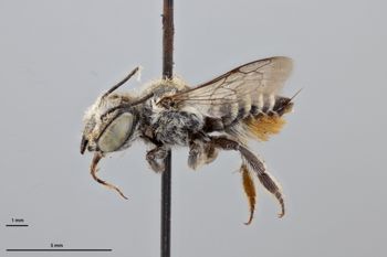 Media type: image;   Entomology 790118 Aspect: habitus lateral view